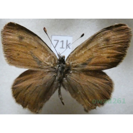 Hyponephele naubidensis (Erschoff, 1874) male Kyrgyzstan71k